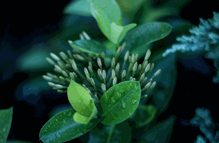 image saved in png8 format